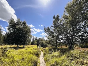 Heidenlandschaft mit Wanderweg unter blauem Himmel.