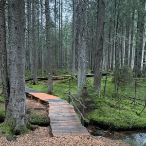 Ein Holzpfad mit seitlichem Geländer der über einen Bach durch den Wald führt.