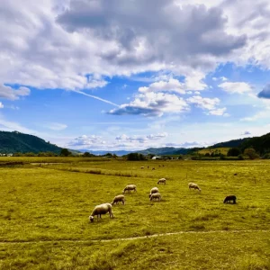 Grasende Schafe auf einer großen Weide mit Bergen im Hintergrund und blauem Himmel.