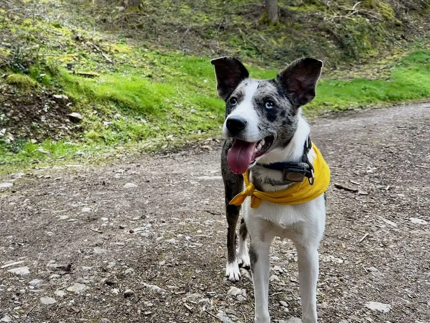Ein Hunde-Foto als Kategoriebild für die Kategorie Mavi: Ein Hundeleben für die Seite Unser Schwarzwald.
