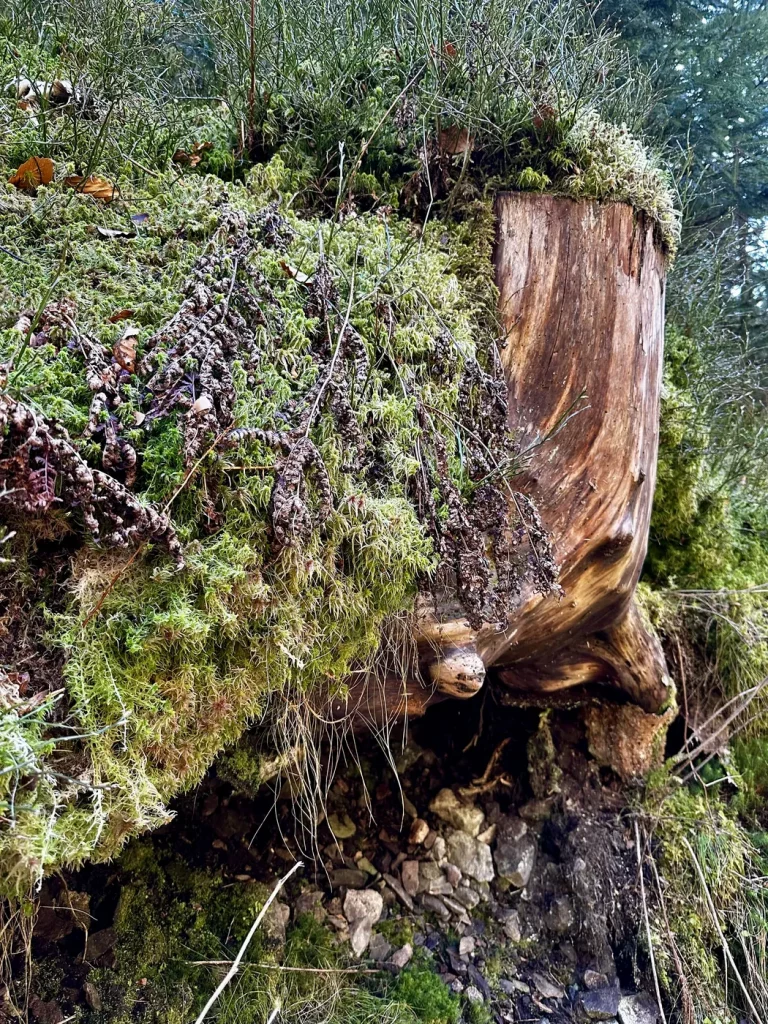 Eine Nahaufnahme eines bewachsenen Baumstamms als Kategoriebild für die Kategorie Waldwissen auf der Seite Home.