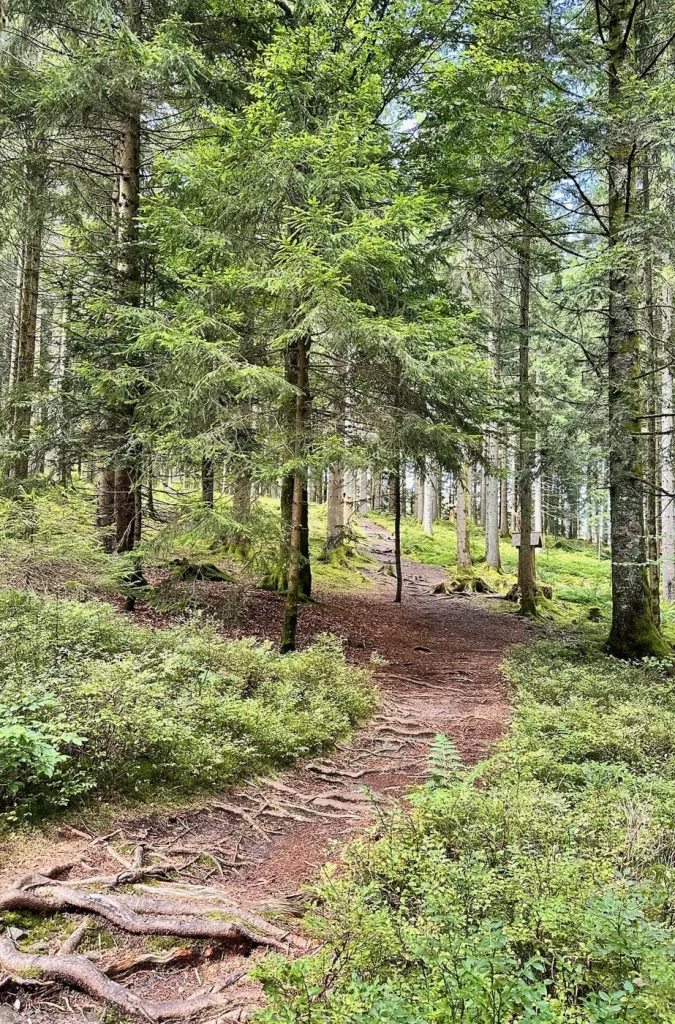 Schmaler Waldweg durch einen dichten Fichtenwald im Schwarzwald