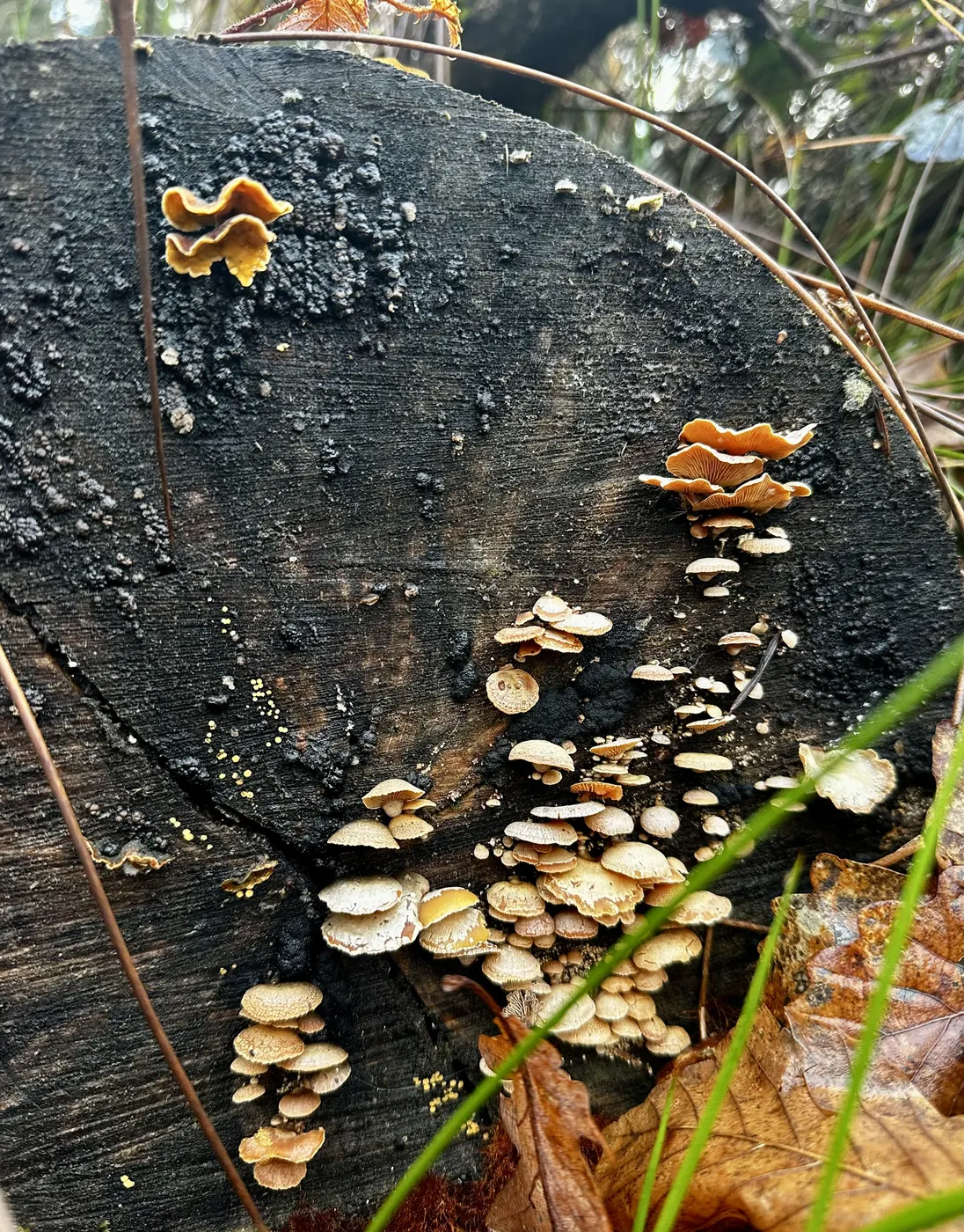 Ein Wald-Foto mit Pilzen auf einem Baumstamm als Kategoriebild für die Kategorie Waldwissen für die Seite Unser Schwarzwald.