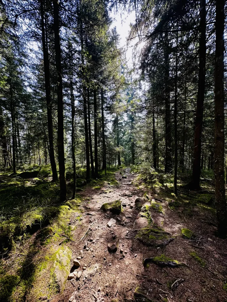 Eine Wanderweg durch den Wald als Kategoriebild für die Kategorie Wanderungen auf der Seite Home.