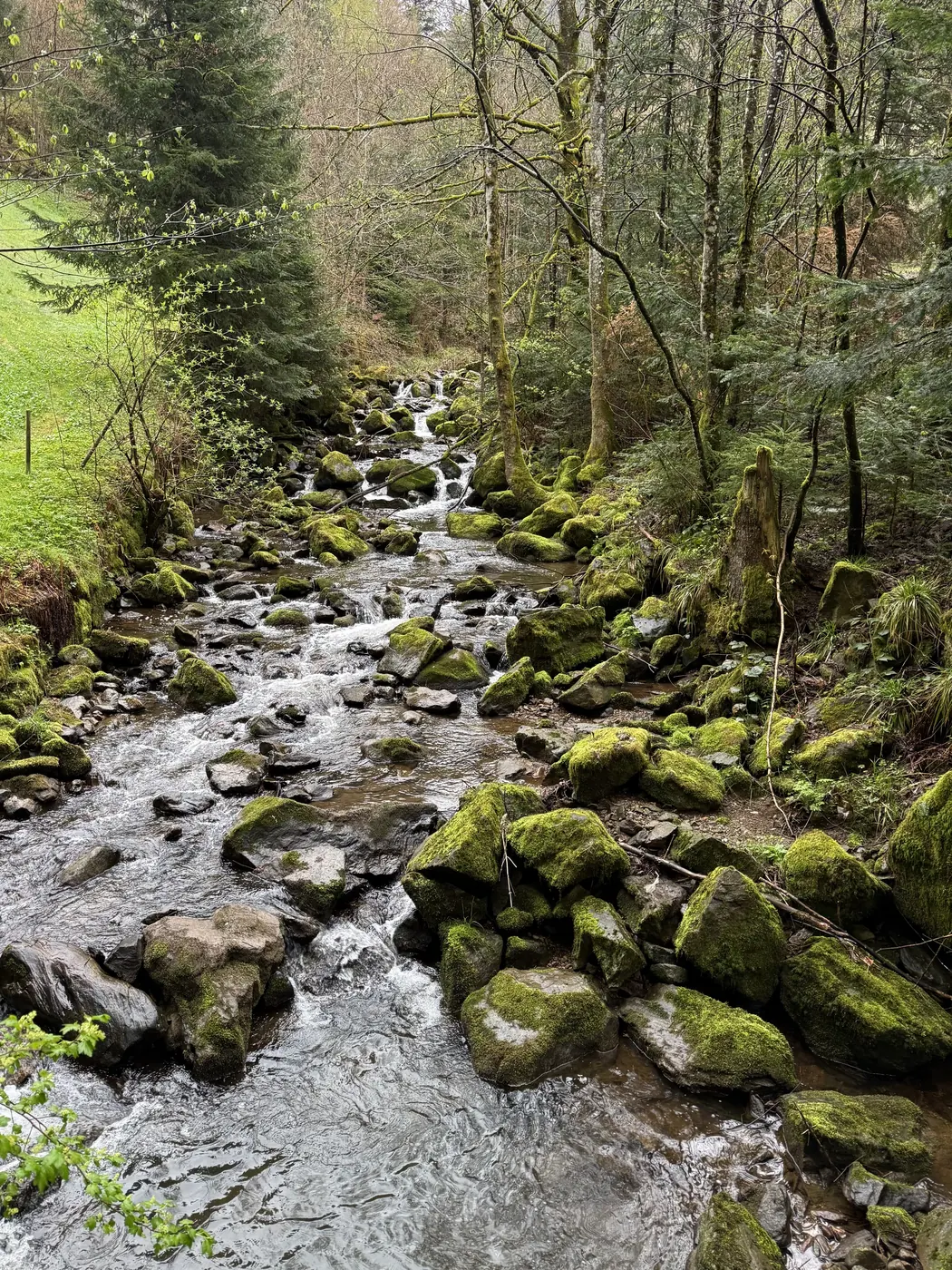 Waldbach zwischen Felsen in der Teichschlucht