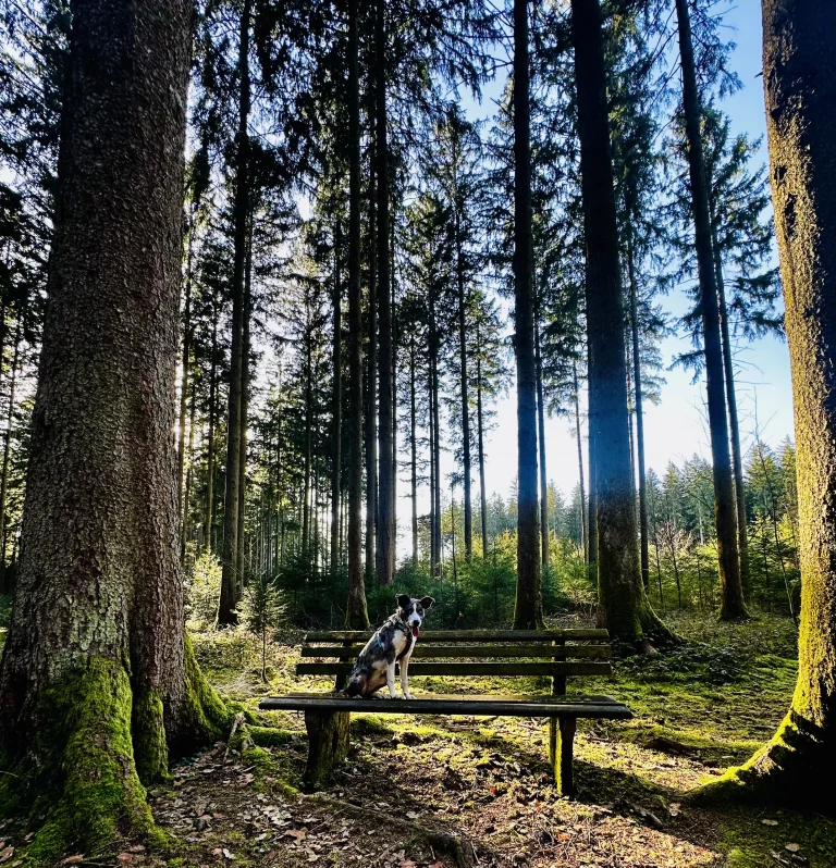 Sitzbank am Hohen Geisberg bei Schweighausen mit Blick in den Schwarzwald während eines Hundespaziergangs