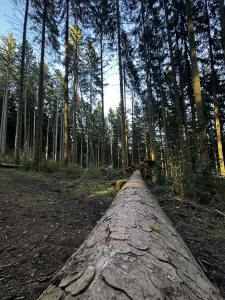 Gefällter Baumstamm entlang des Waldwegs am Hohen Geisberg