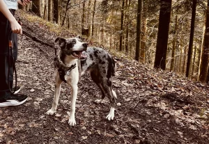 Mavi auf dem Waldweg am Achatweg auf dem Hohen Geisberg