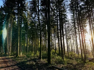 Sonnenlicht fällt durch die Bäume am Hohen Geisberg im Schwarzwald