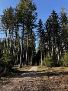 Breiter Waldweg am Hohen Geisberg bei Schweighausen