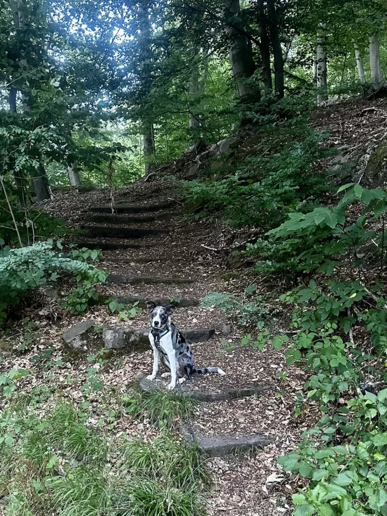 Mavi auf steilen Waldstufen im grünen Wald am Altvater in Lahr