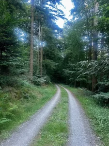 Breiter Waldweg durch dichten Wald auf der Altvater-Runde