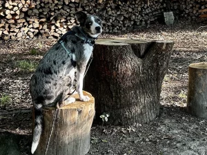 Mavi sitzt auf einem Baumstumpf vor einem Holzstapel