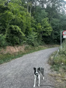 Mavi auf einem breiten Schotterweg am Altvater in Lahr