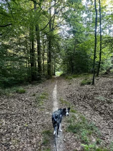 Mavi auf einem schmalen Waldpfad der Altvater-Runde