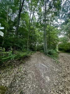 Schmaler Waldweg zwischen grünen Laubbäumen am Altvater