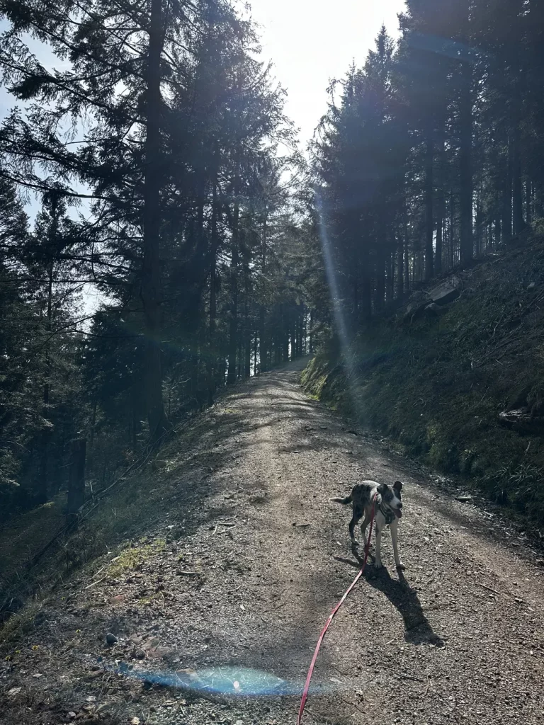 Anstieg durch den Wald auf dem Weg zum Brandenkopf