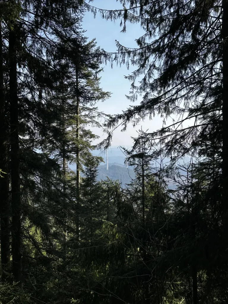 Ausblick durch die Bäume auf der Brandenkopf-Wanderung