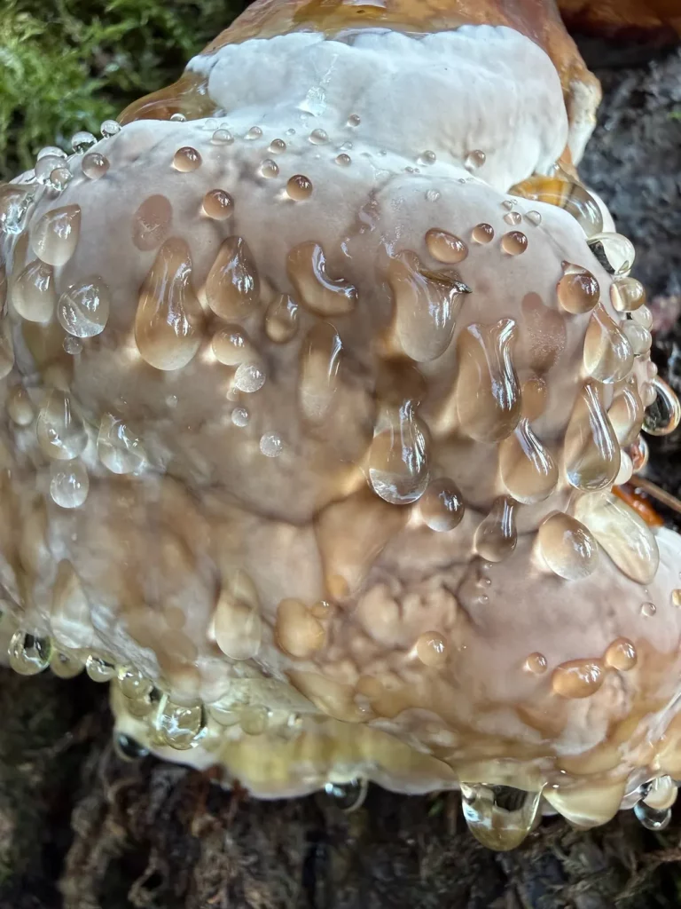 Baumpilz im Wald auf der Brandenkopf-Wanderung