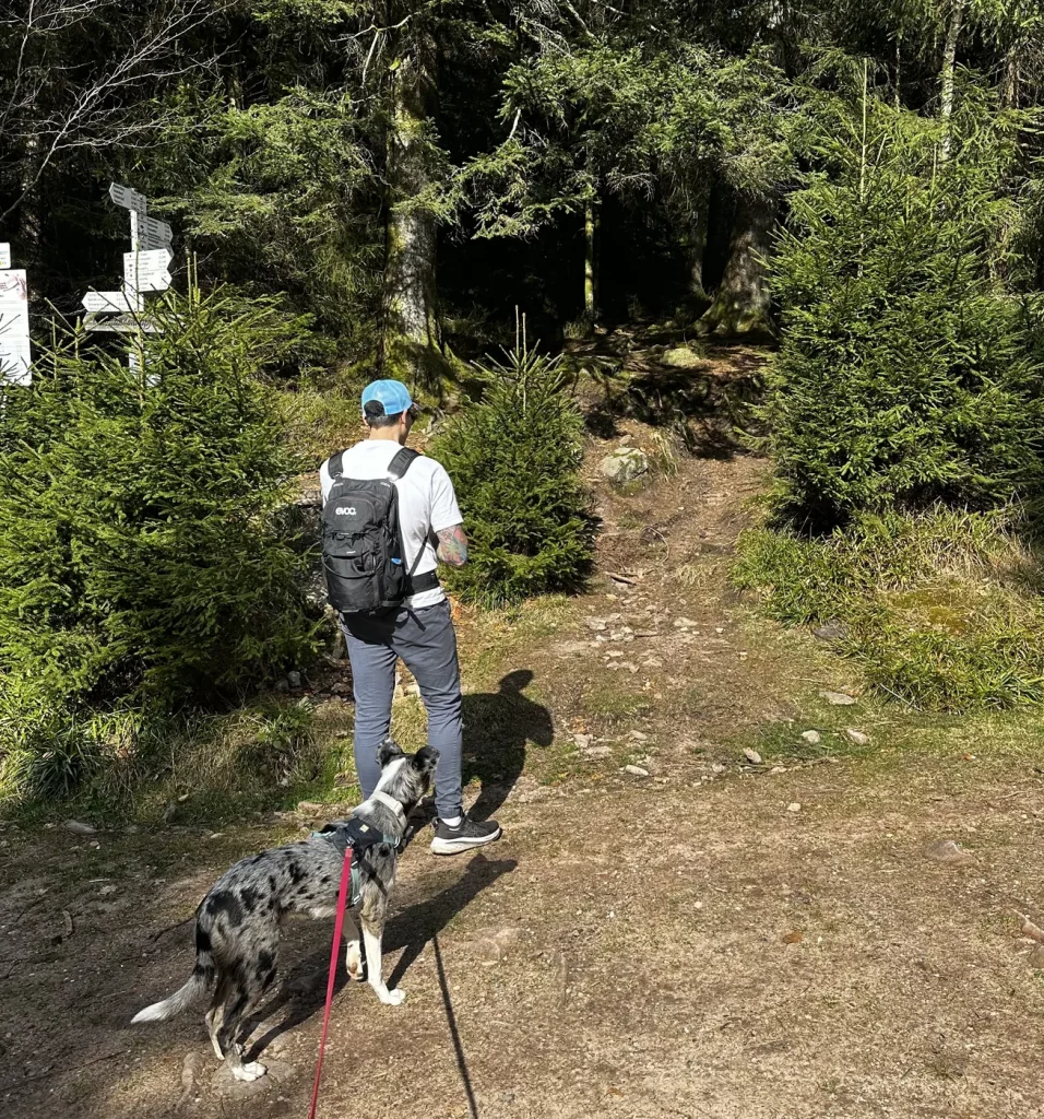 Wanderkreuzung auf dem Weg zum Brandenkopf im Schwarzwald