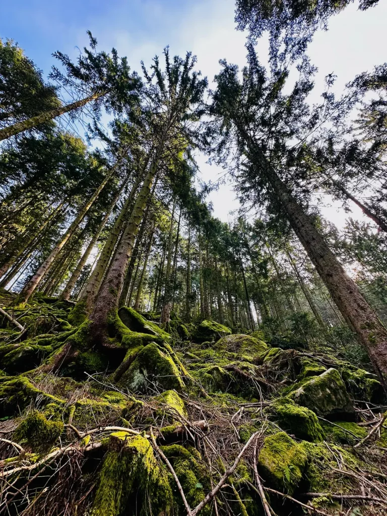 Moosbewachsener Wald auf dem Brandenkopf im Schwarzwald