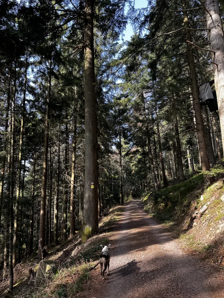 Rückweg durch den Wald von der Brandenkopf-Wanderung im Schwarzwald