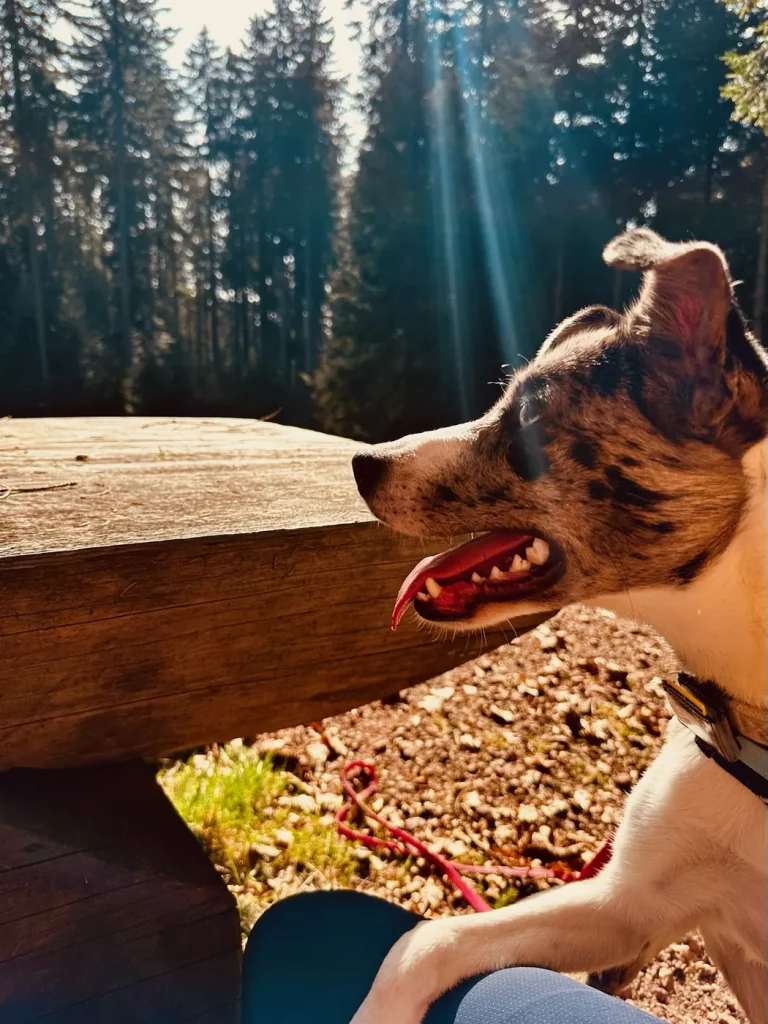 Pause mit Vesper und Hund während der Brandenkopf-Wanderung