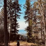 Wanderweg durch den Wald auf der Brandenkopf-Wanderung im Schwarzwald
