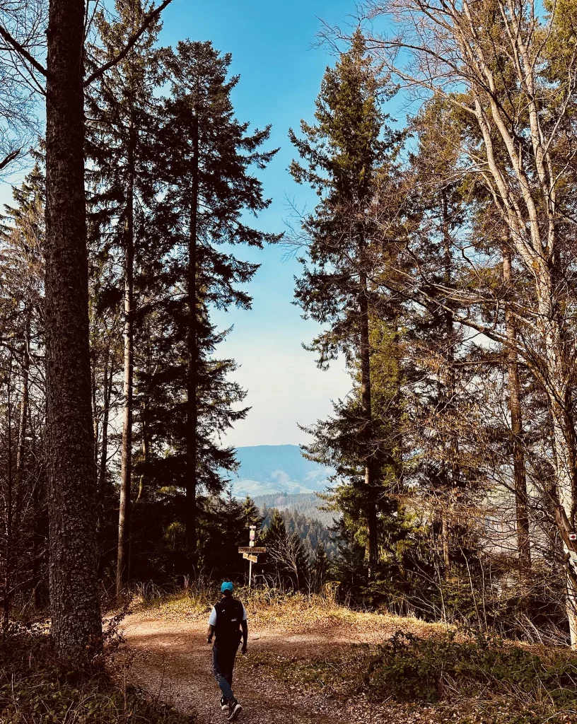 Wanderweg durch den Wald auf der Brandenkopf-Wanderung im Schwarzwald