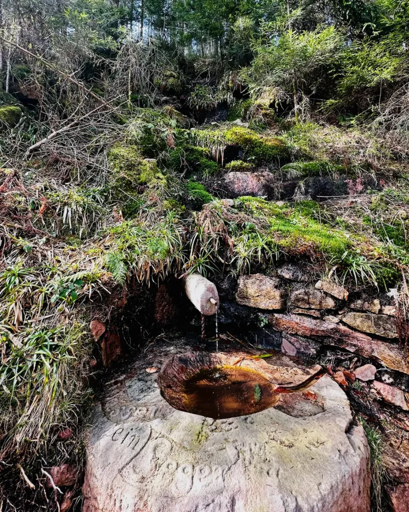 Bewachsener Wurzelstock mit Pilzen im Wald am Brandenkopf