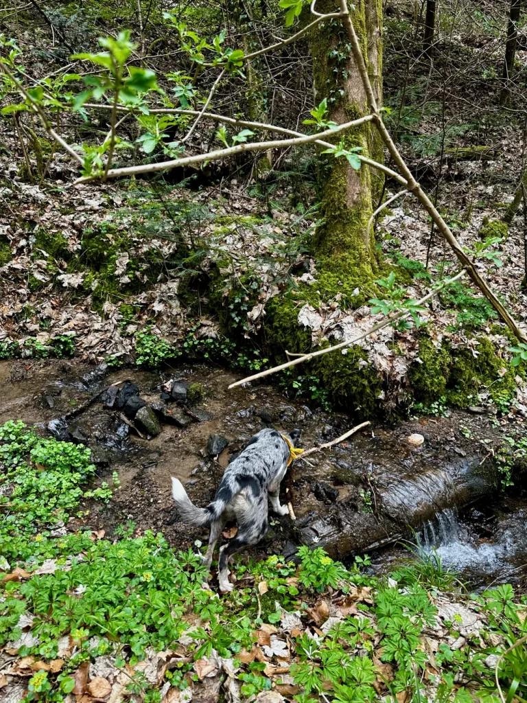Feuersalamander im Bach entlang des Gebirger Höfe-Wegs