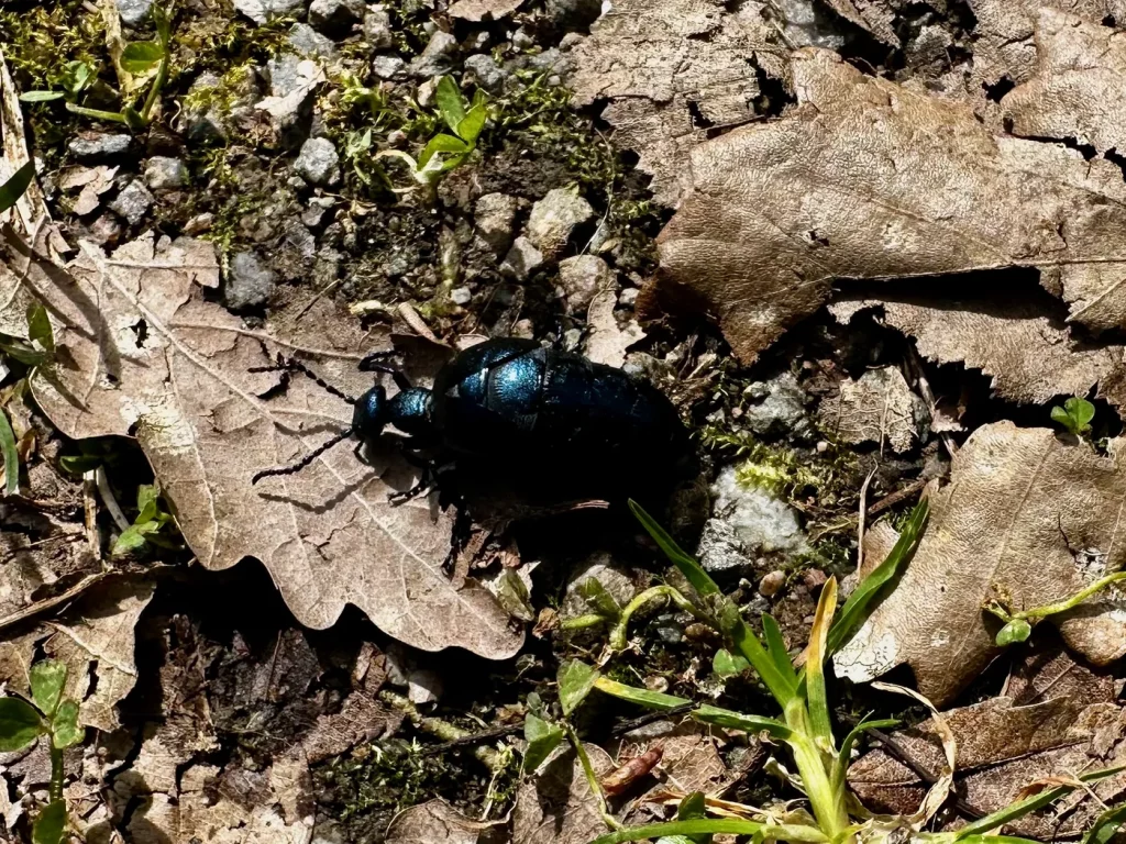 Schwarzer Laufkäfer am Waldboden des Gebirger Höfe-Wegs