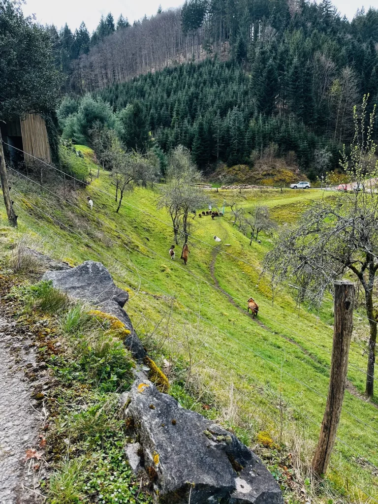 Streuobstwiesen und Schwarzwaldhöfe entlang des Gebirger Höfe-Wegs