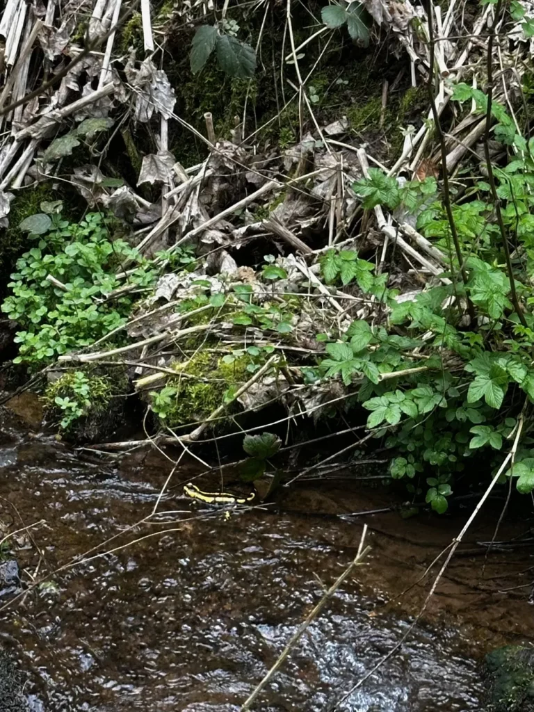 Kleiner Waldbach entlang des Gebirger Höfe-Wegs