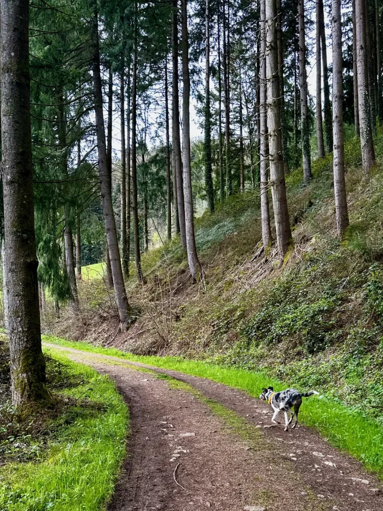 Waldweg auf dem Gebirger Höfe-Weg bei Durbach