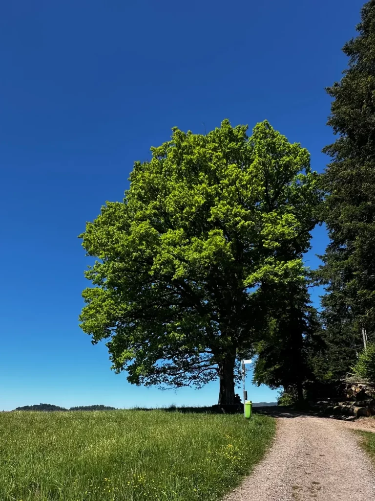 Markanter Einzelbaum entlang des Hahn-und-Henne-Premiumwegs
