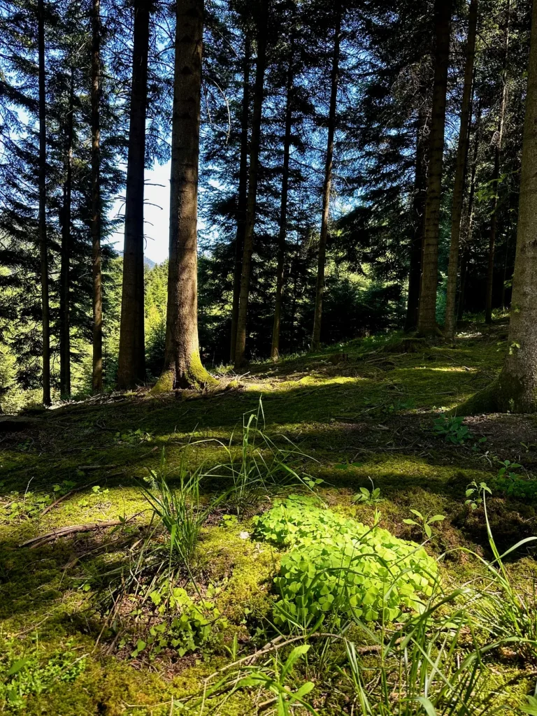 Sonnige Waldlichtung entlang des Hahn-und-Henne-Premiumwegs