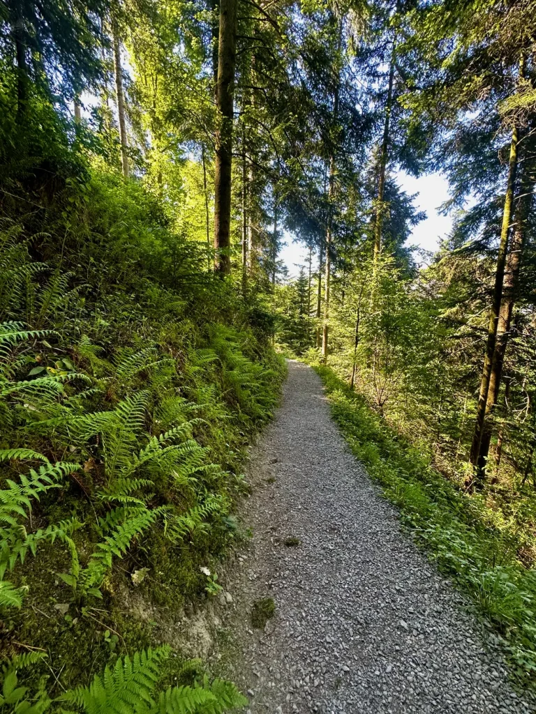 Schmaler Waldpfad auf dem Hahn-und-Henne-Premiumweg