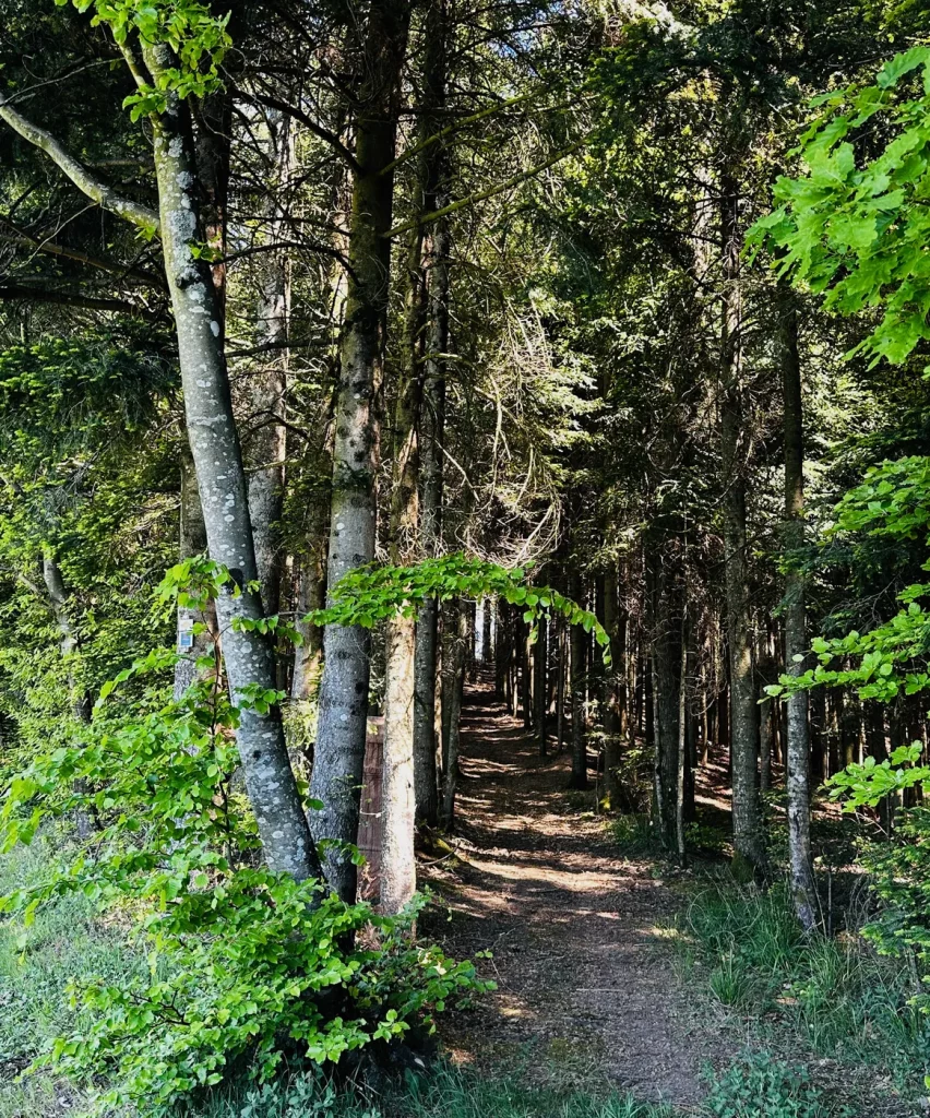 Schmaler Waldpfad im letzten Abschnitt des Hahn-und-Henne-Premiumwegs