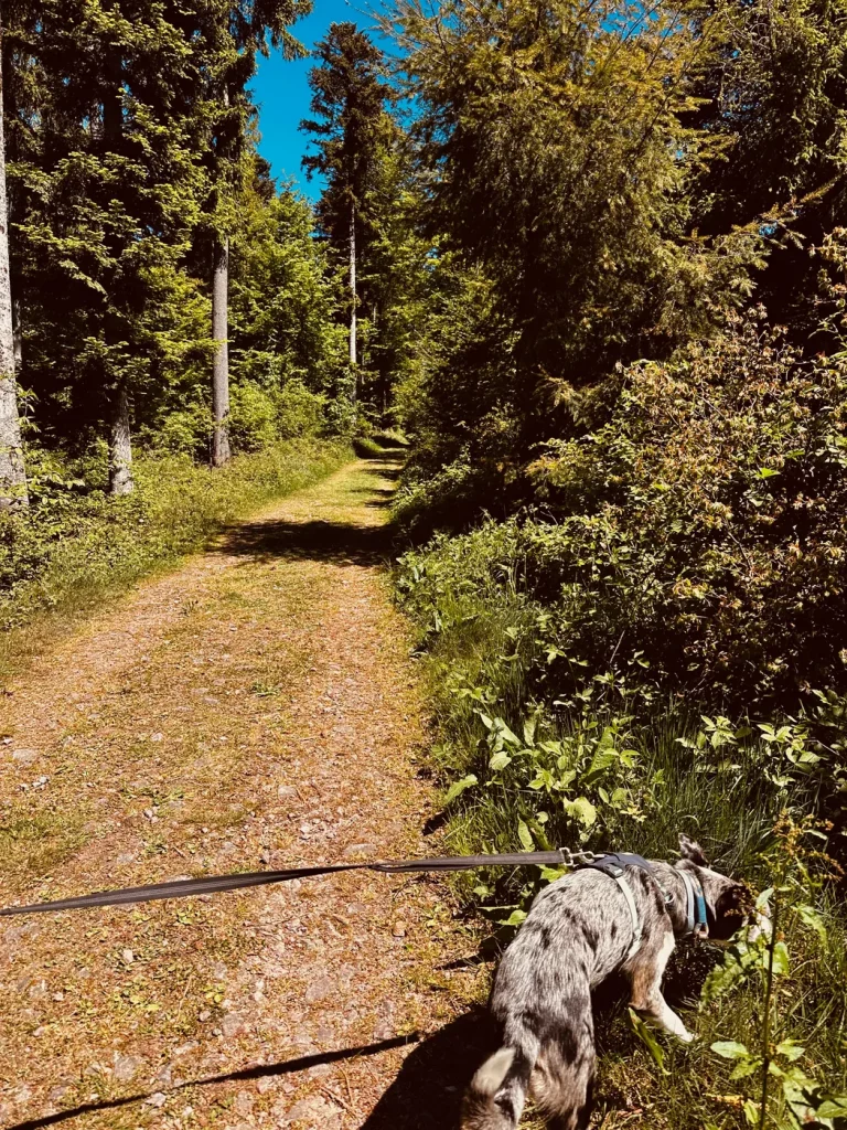 Mavi auf einem Waldweg des Hahn-und-Henne-Premiumwegs