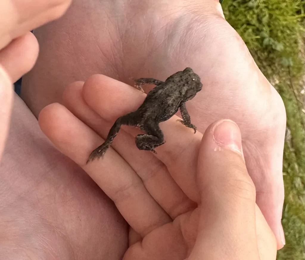 Babyfrosch den wir auf dem Boden entdeckt haben und uns angesprungen hat