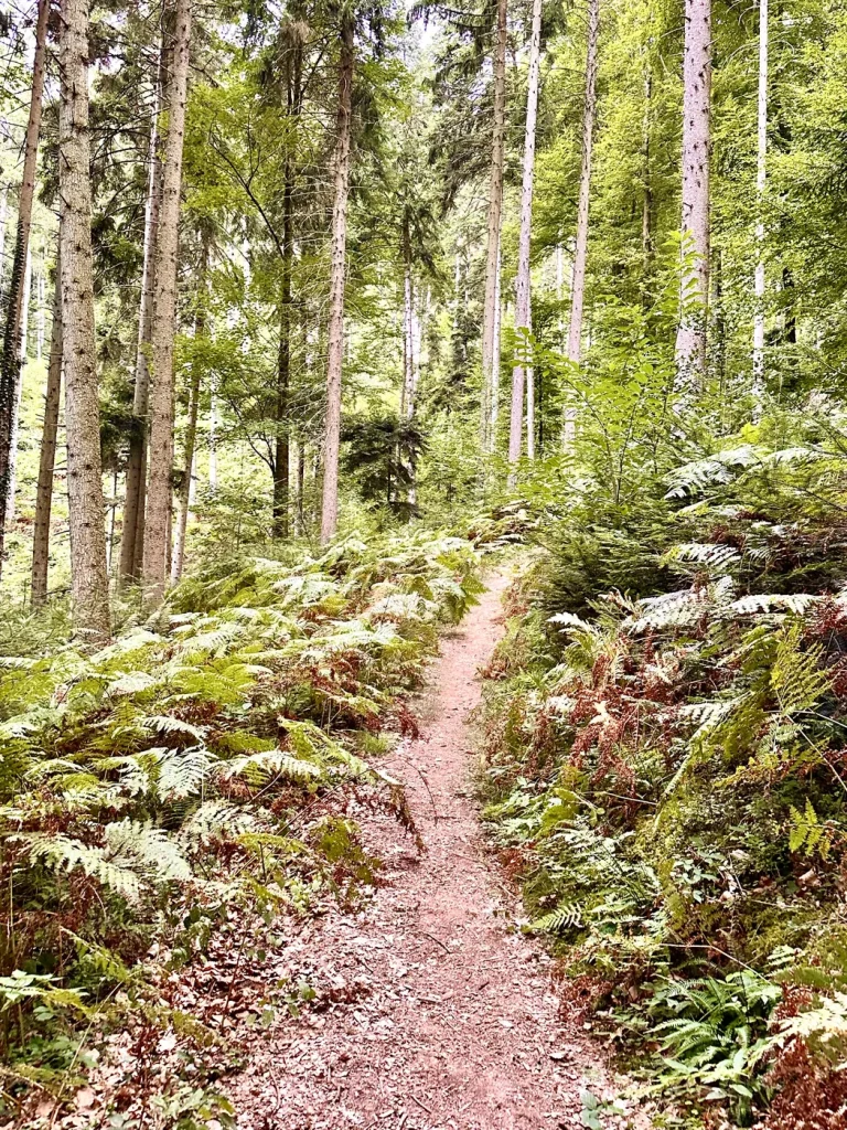 Aufstieg durch den Kiefernwald mit Farnwuchs am Wegrand