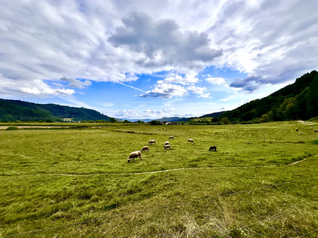 Schafswiese mit Panoramablick in den Schwarzwald