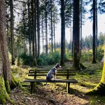 Hund sitzt auf einer Bank im Schwarzwald