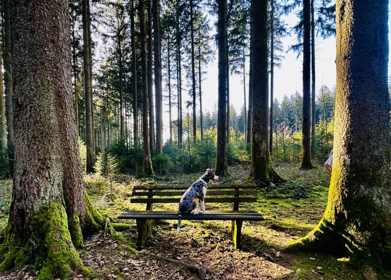 Hund sitzt auf einer Bank im Schwarzwald