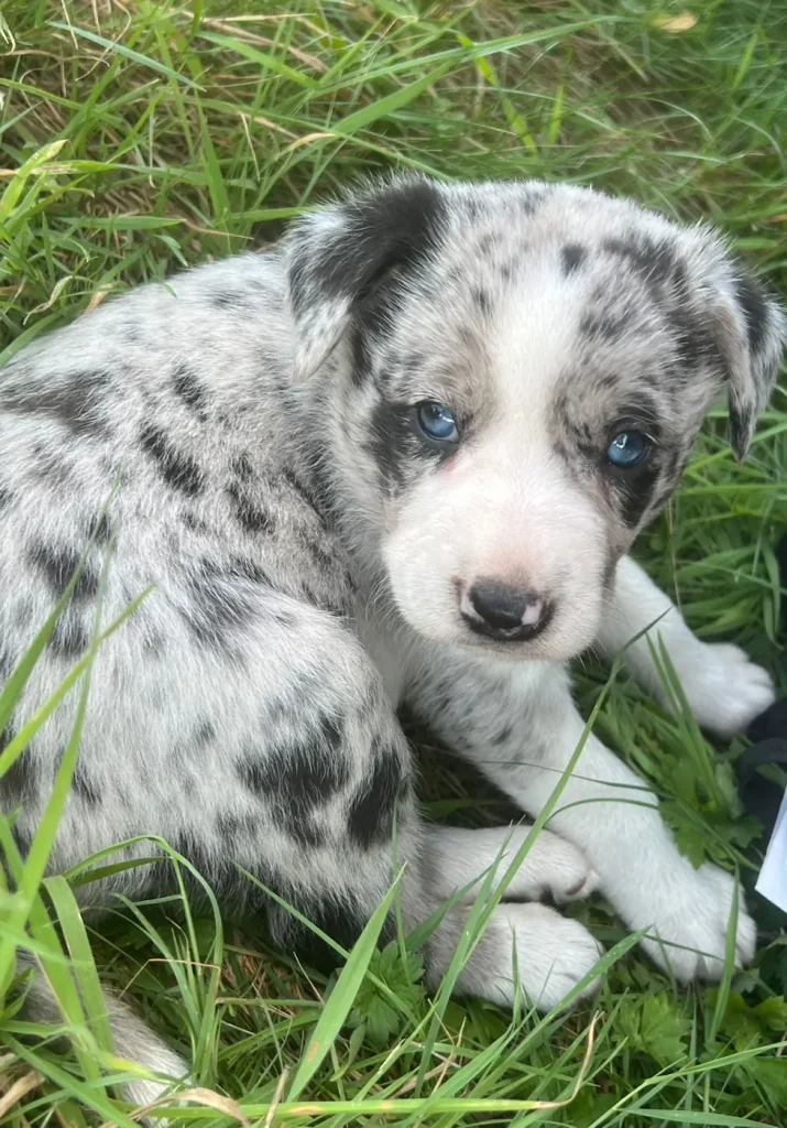 Dreifarbiger Welpe mit blauen Augen liegt im Gras