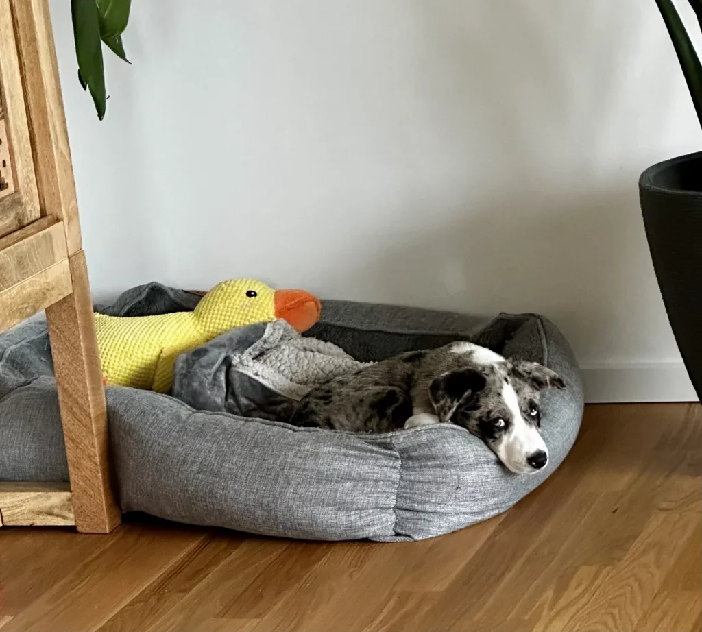 Junger Hund sitzt aufmerksam auf einem Waldweg und blickt in die Kamera