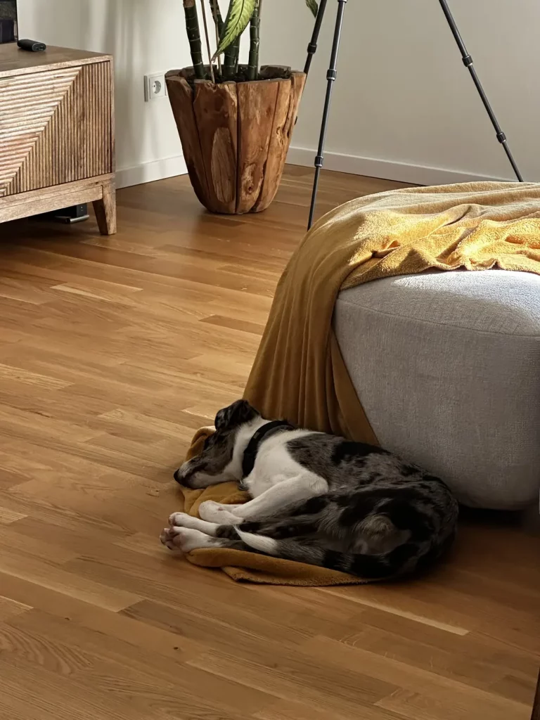Ausgefallener Milchzahn eines jungen Hundes auf dem Boden