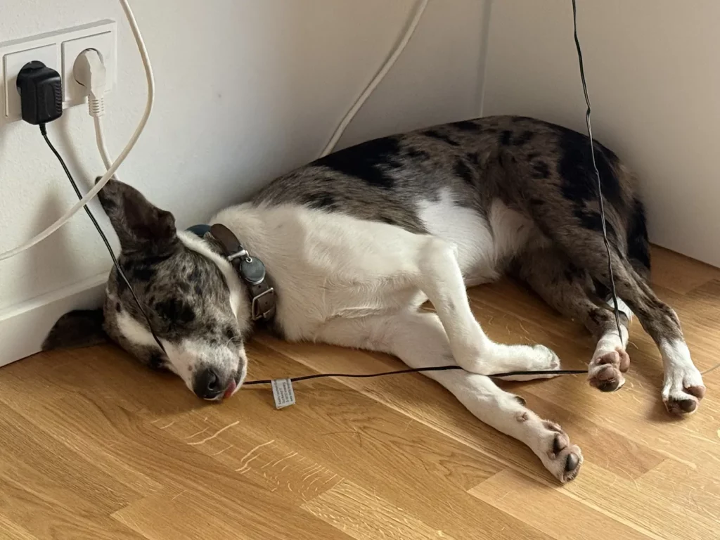 Junger Hund liegt entspannt auf dem Wohnzimmerboden und ruht sich aus.