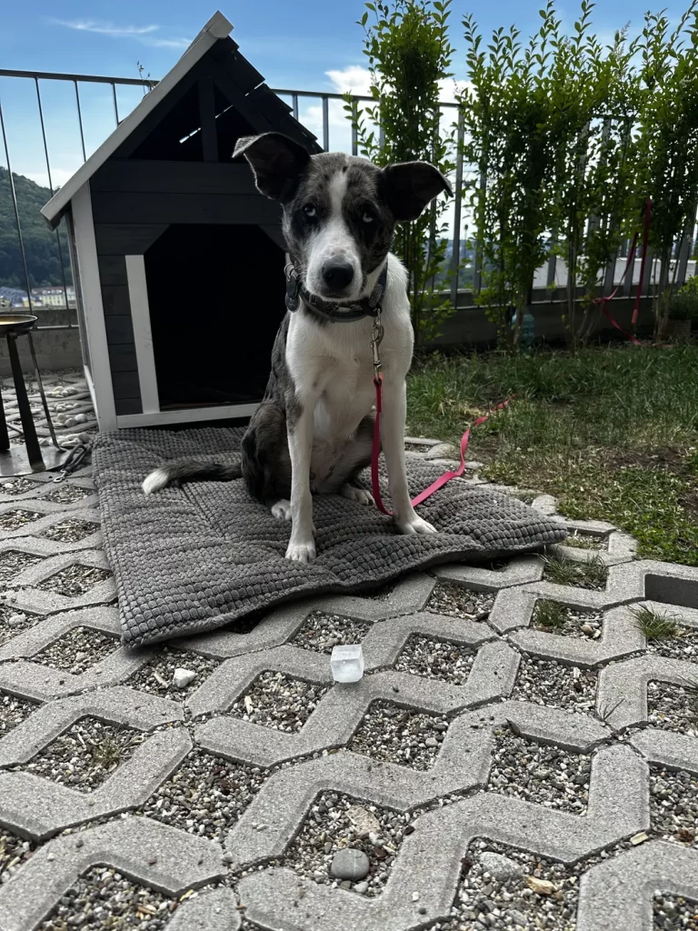 Junger Hund sitzt aufmerksam im Garten vor einer Hundehütte und wartet auf einen Eiswürfel.